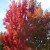 Red Flame