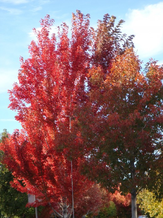 Red Flame