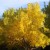 Lingering Lemon