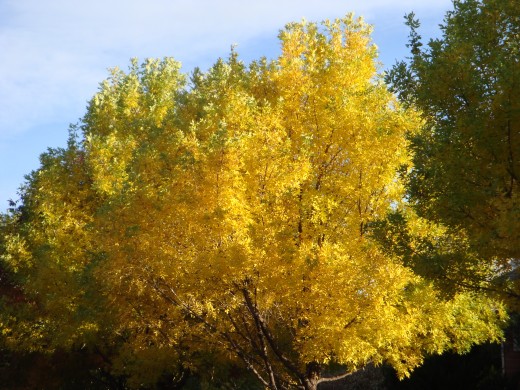 Lingering Lemon
