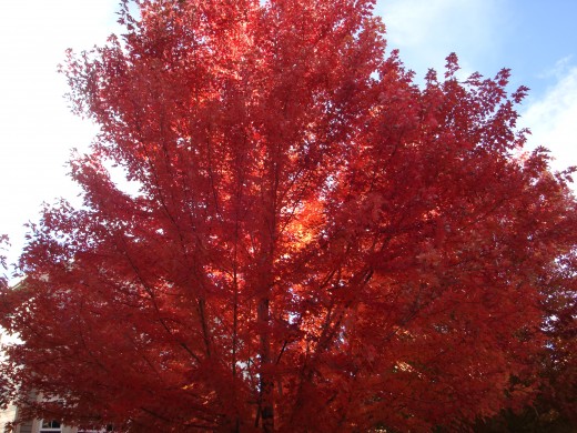 Ravishing Redness