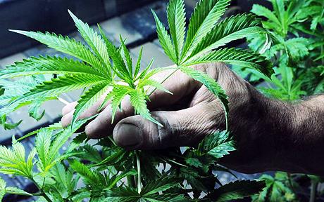 Cannabis plants: Smoking the drug might seriously reduce talent and potential in life
