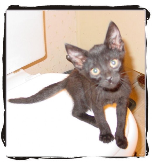 "I might not be the most handsome kitten in the world, but boy do I have a great personality!!"