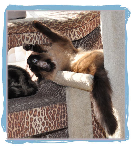 We ended up calling him 'Fang' because he had such large canines and loved to play bite. Although this kitty cat had some quirks, he was great with other cats and loved to play.