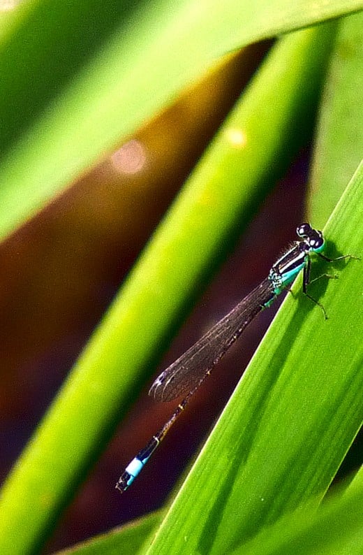 A Turquoise coloured Damselfly