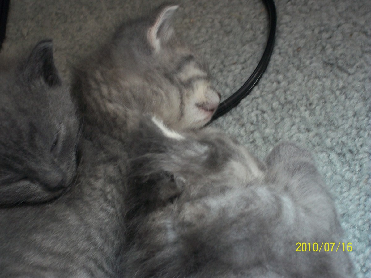 Mama Cat Falls Asleep With Her Babies
