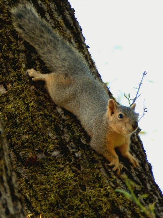 Lounging Squirrel 