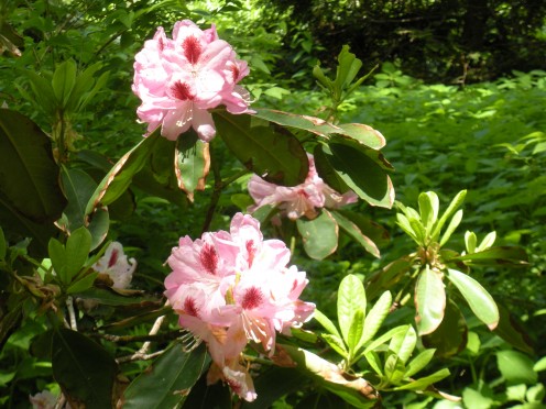 These rhododendrons share pink and almost red, on their petals.  I think these are beautiful! 