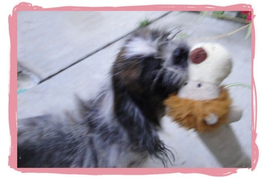 Even though Gracie looked really bad, her spirits were high. She loved this dog toy and carried it around proudly, wagging her tail. 