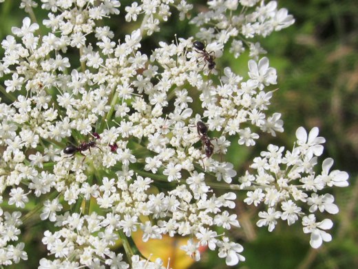 Queen Anne's Lace – photo by timorous