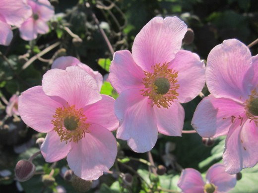 Pink Flowers (backlit, ballerina roses?) – photo by timorous