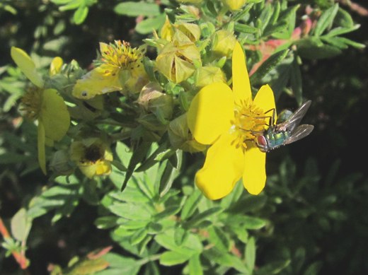 Fly on a Potentilla – photo by timorous