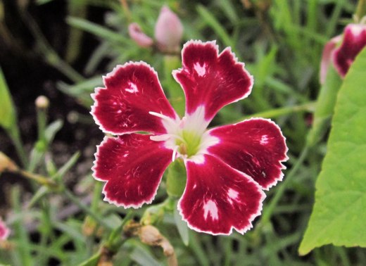 Deep red Dianthus – photo by timorous