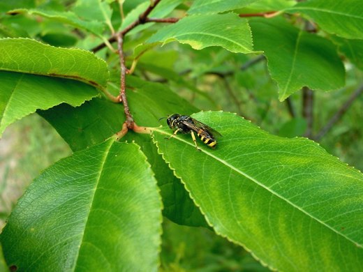 Wasp on a leaf – photo by timorous
