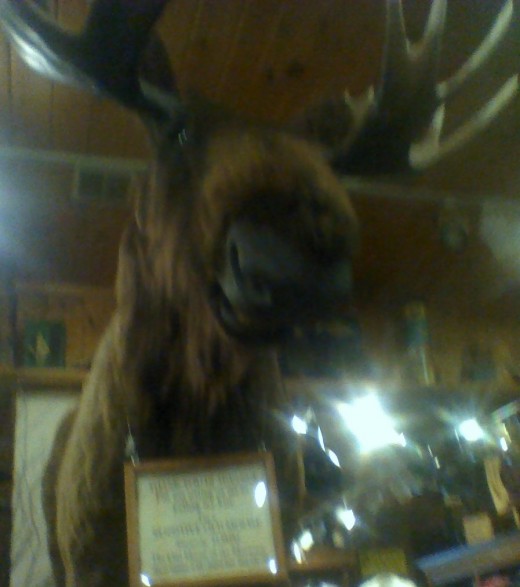 Talking moose inside Zeb's General Store