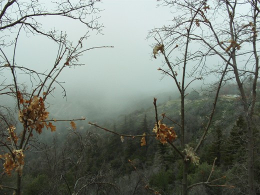 The branches of the oak tree are framing the mist.