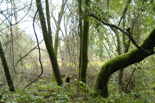Green  Moss Forest