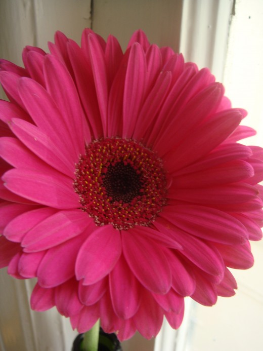 This flower represents the hope I have that the subject of this poem is now doing well in his adult life.