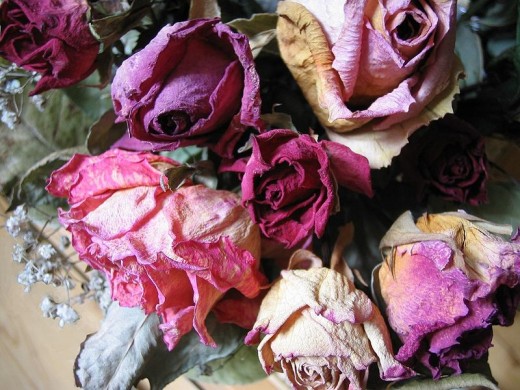 Dried Roses and Rose Petals