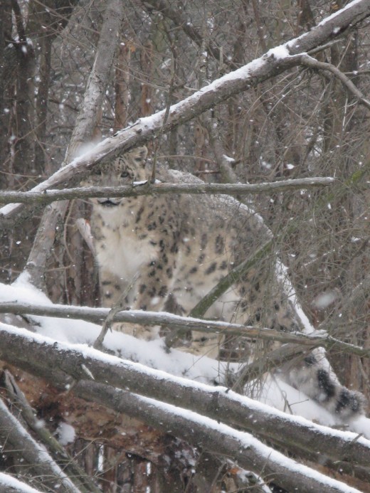 Snow Leopard - Binder Park Zoo