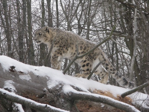 Snow Leopard - Binder Park Zoo