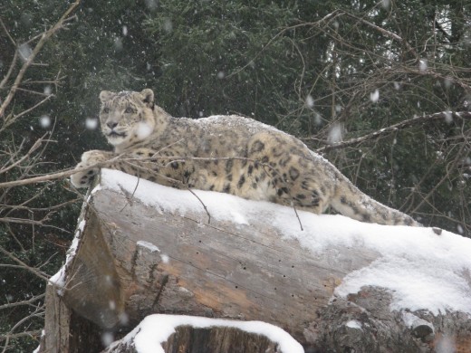 Snow Leopard - Binder Park Zoo