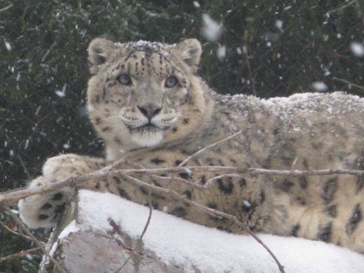 Snow Leopard - Binder Park Zoo