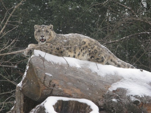 Snow Leopard - Binder Park Zoo