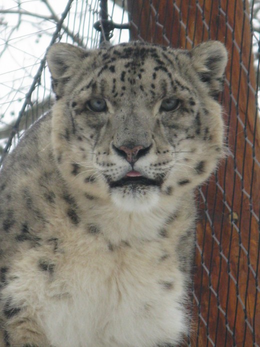 Snow Leopard - Binder Park Zoo