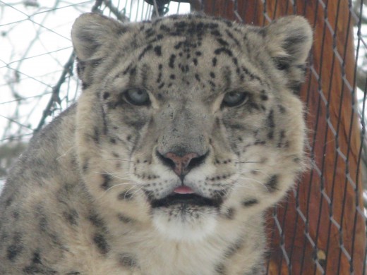 Snow Leopard - Binder Park Zoo