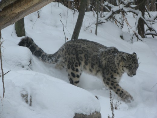 Snow Leopard - Binder Park Zoo
