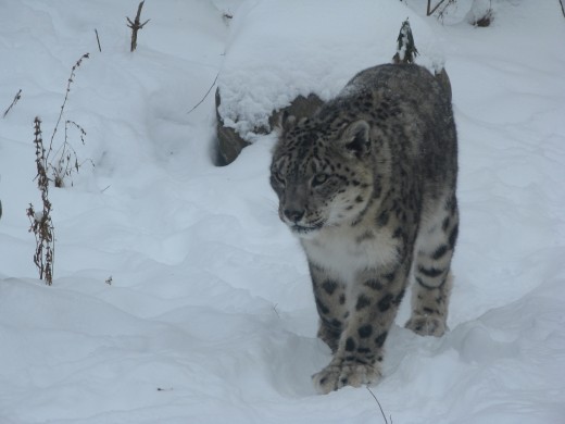 Snow Leopard - Binder Park Zoo