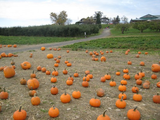 pumpkin patch  - The first thing we did was picking out a pumpkin for Halloween.