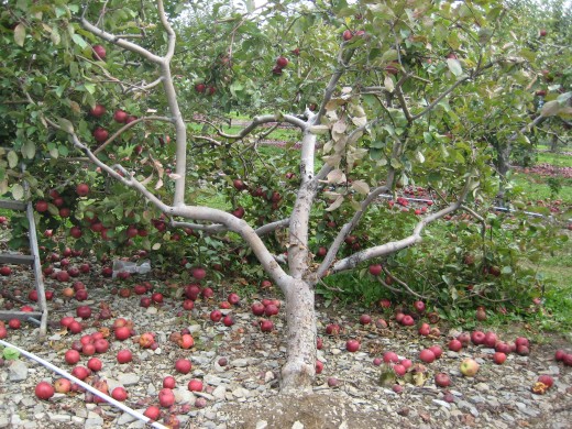 See what mother nature did to this tree :(