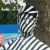 Zebra Man