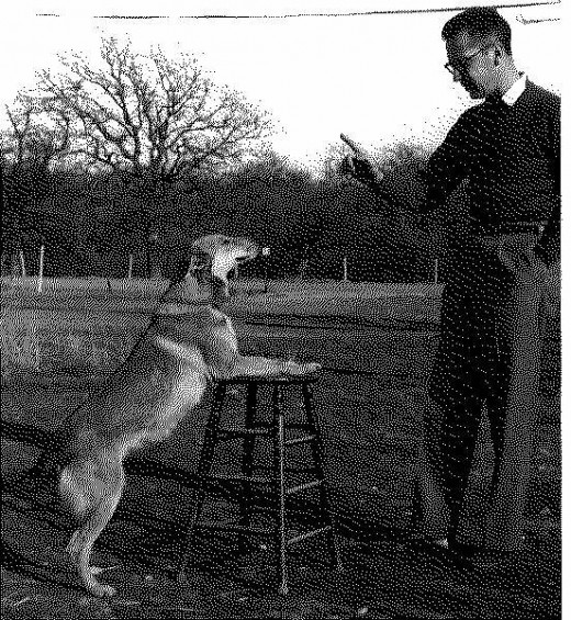 Way back in the 70's treatment for diabetes is dogs was very rudimentary! ~ Photographer: Elizabeth Bennett