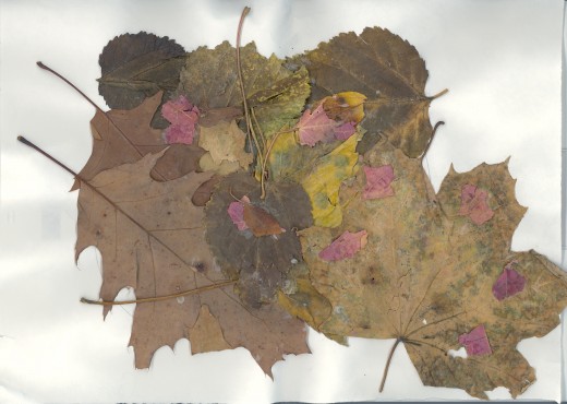 "Leaf Bear"