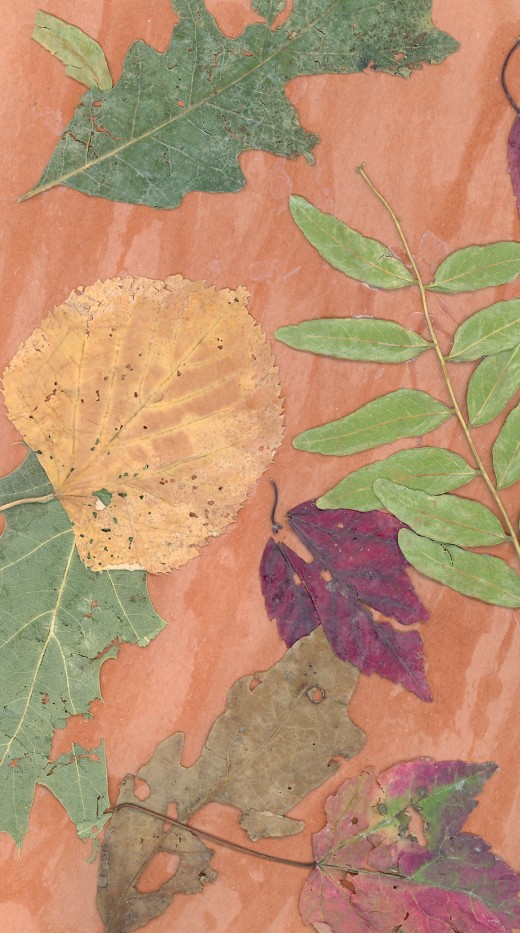 "Autumn Leaf Collage"