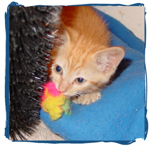 All of the kittens I fostered love pom poms.