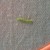 Figure 1: Start out by making a running stitch Figure 1: Start out by making a running stitch