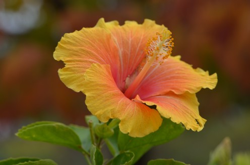 Photo 1 - Yellow with coral colored center, Hibiscus