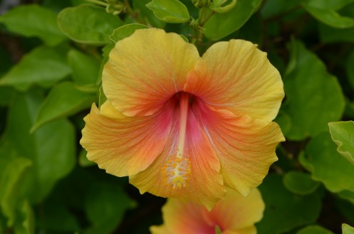 Photo 5 - Yellow with some Pink, Hibiscus