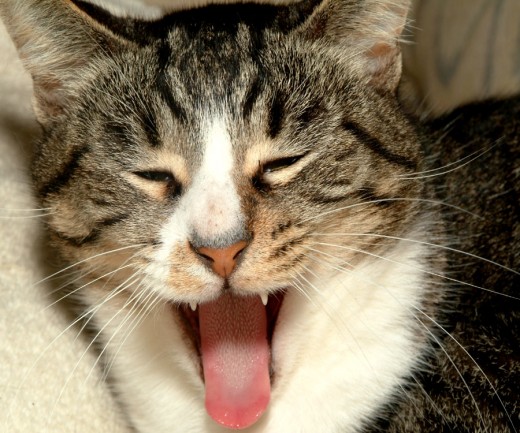 Big cat yawn