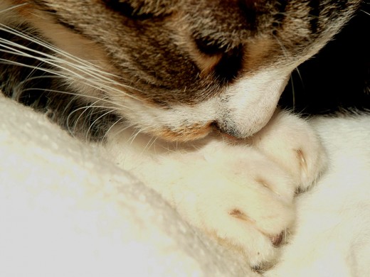 Extra cat  toes need extra cleaning!