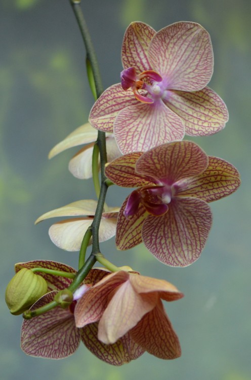 Photo 1 - I love this "spray" of orchids and colors are so beautiful to me.  Don't forget to click on the images to see them larger if you like.