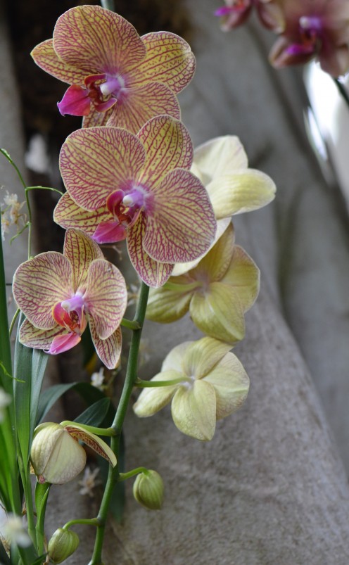 Photo 3 - Multi colored orhids