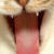 Long cat tongue up close