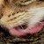 Profile of spiky taste buds of cats tongue