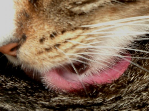 Profile of spiky taste buds of cats tongue