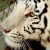 White tiger profile